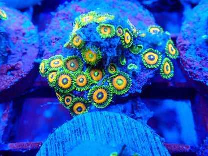 Zoanthid [Aquacultured]