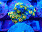 Zoanthid [Aquacultured]