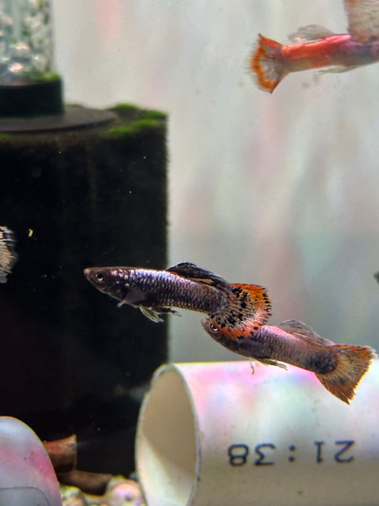 Guppy Arctic Blue Male
