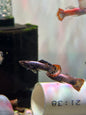 Guppy Arctic Blue Male