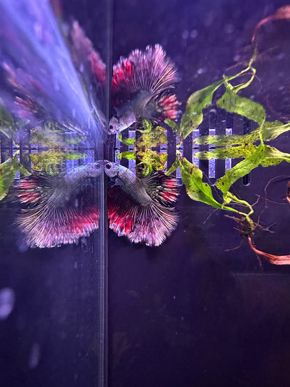 Betta Halfmoon Male - Assorted