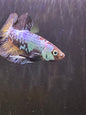 Betta PKHM Dragon Male - Assorted