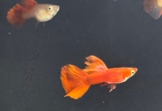 Guppy Full Red Blonde PAIR
