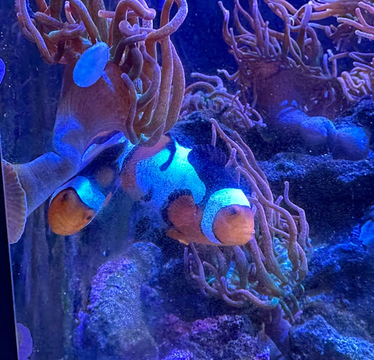 Clownfish - Picasso Full Band Plus (Amphiprion percula) PAIR *Captive Bred*