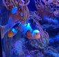 Clownfish - Picasso Full Band Plus (Amphiprion percula) PAIR *Captive Bred*