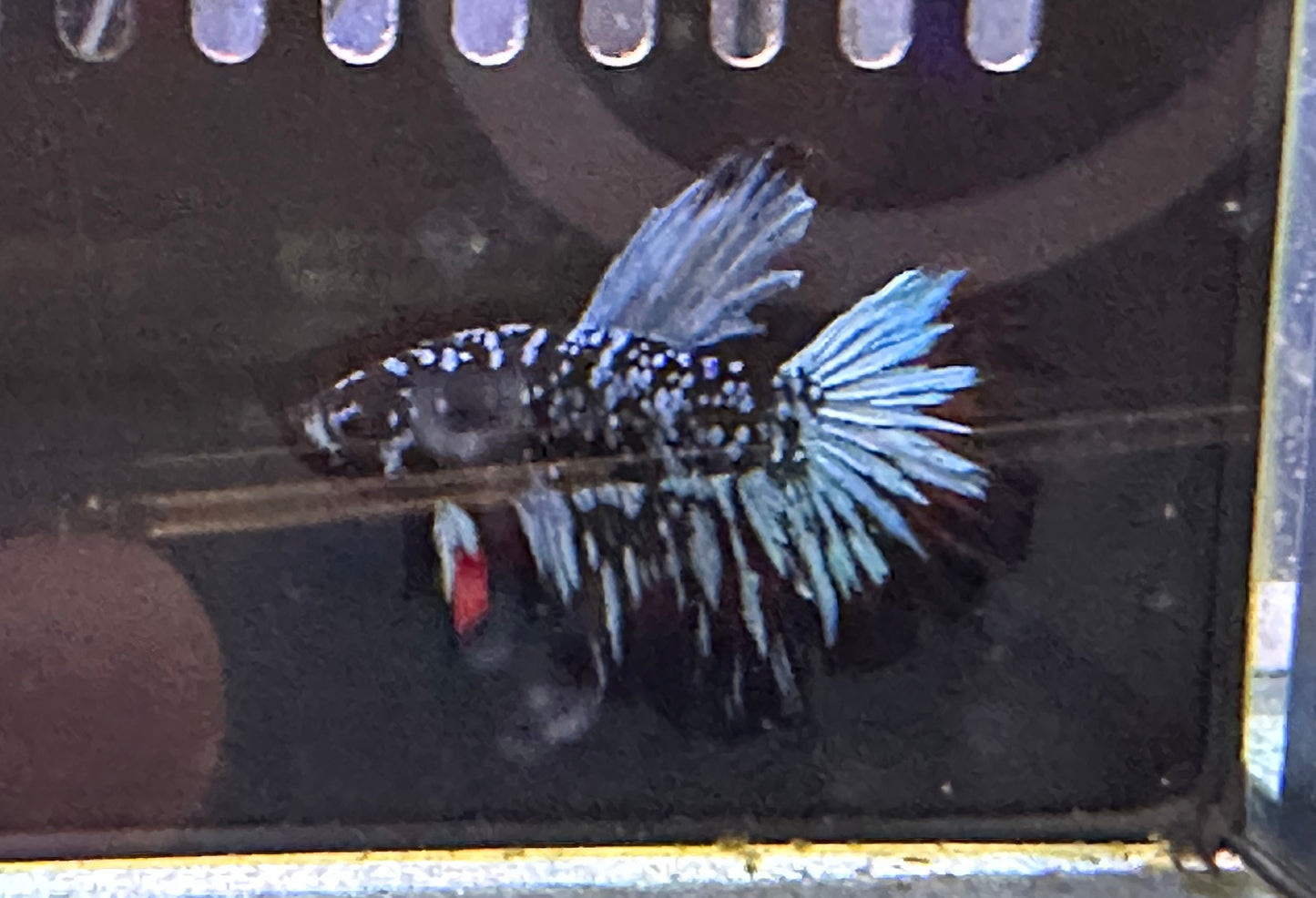 Betta Super Delta Male