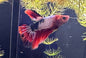 Betta Super Delta Male