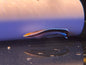 Cleaner Wrasse - Moreton Island (Labroides Dimidiatus)