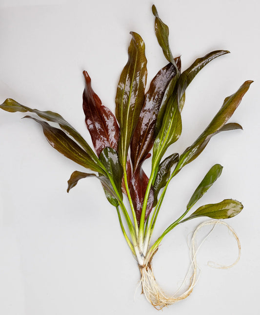 Echinodorus 'Fancy Twist' Sword