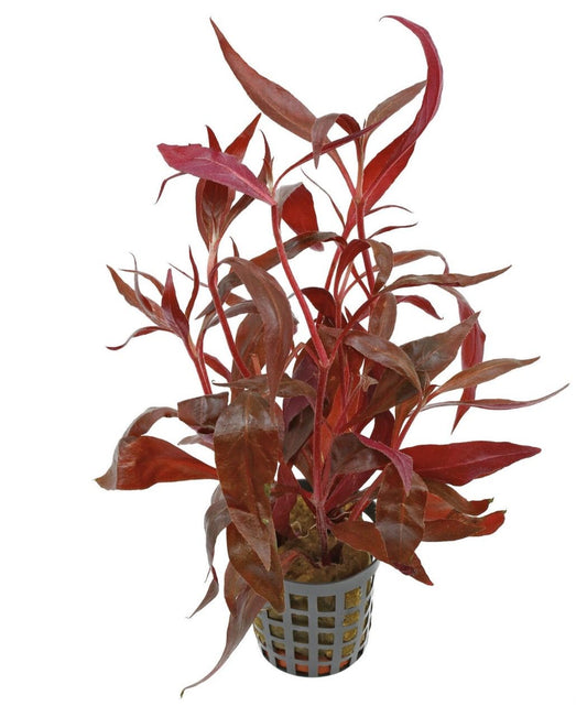 Alternanthera reineckii 'Medium' (Red Temple)