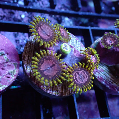 Zoanthid [Aquacultured]