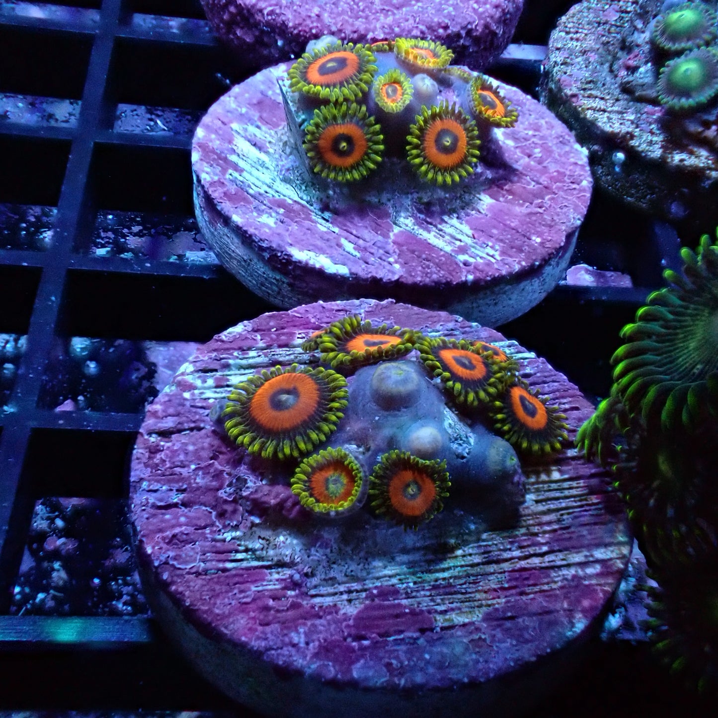 Zoanthid [Aquacultured]