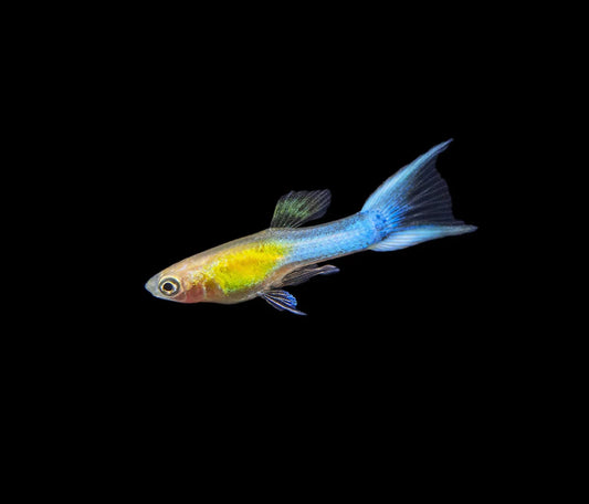 Guppy Endler Japanese Blue - various