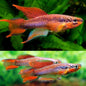 Killifish - Two Striped (Aphyosemion Bivitatum Lagos)