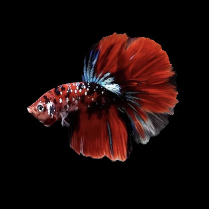 Betta Halfmoon Male - Assorted
