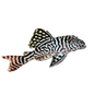 Pleco - King Tiger L066