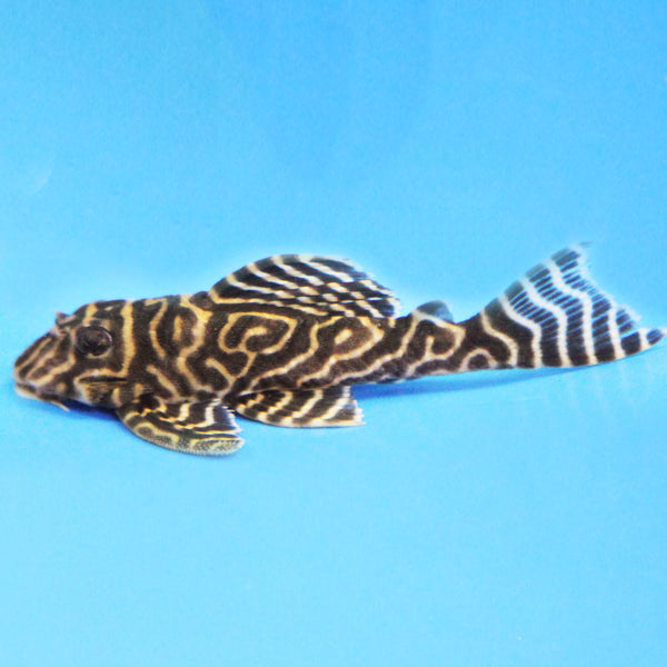 Pleco - Yellow King Tiger L333 – Aquarium Gallery