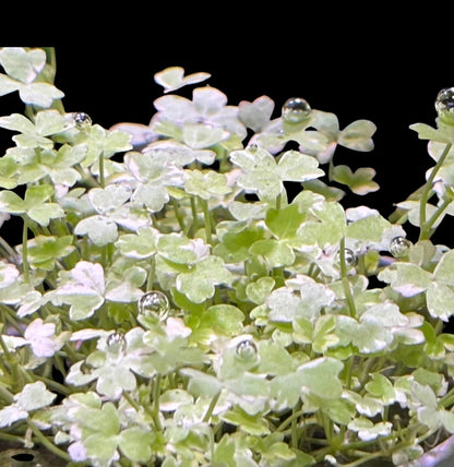 Hydrocotyle tripartita Mini 'Variegated' (Rare)