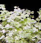 Hydrocotyle tripartita Mini 'Variegated' (Rare)