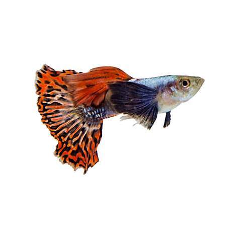 Guppy Dumbo Male - Various