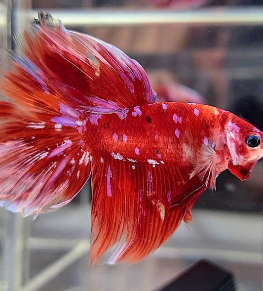 Betta Male PKHM Barongsai