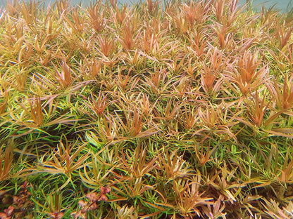 Ludwigia brevipes