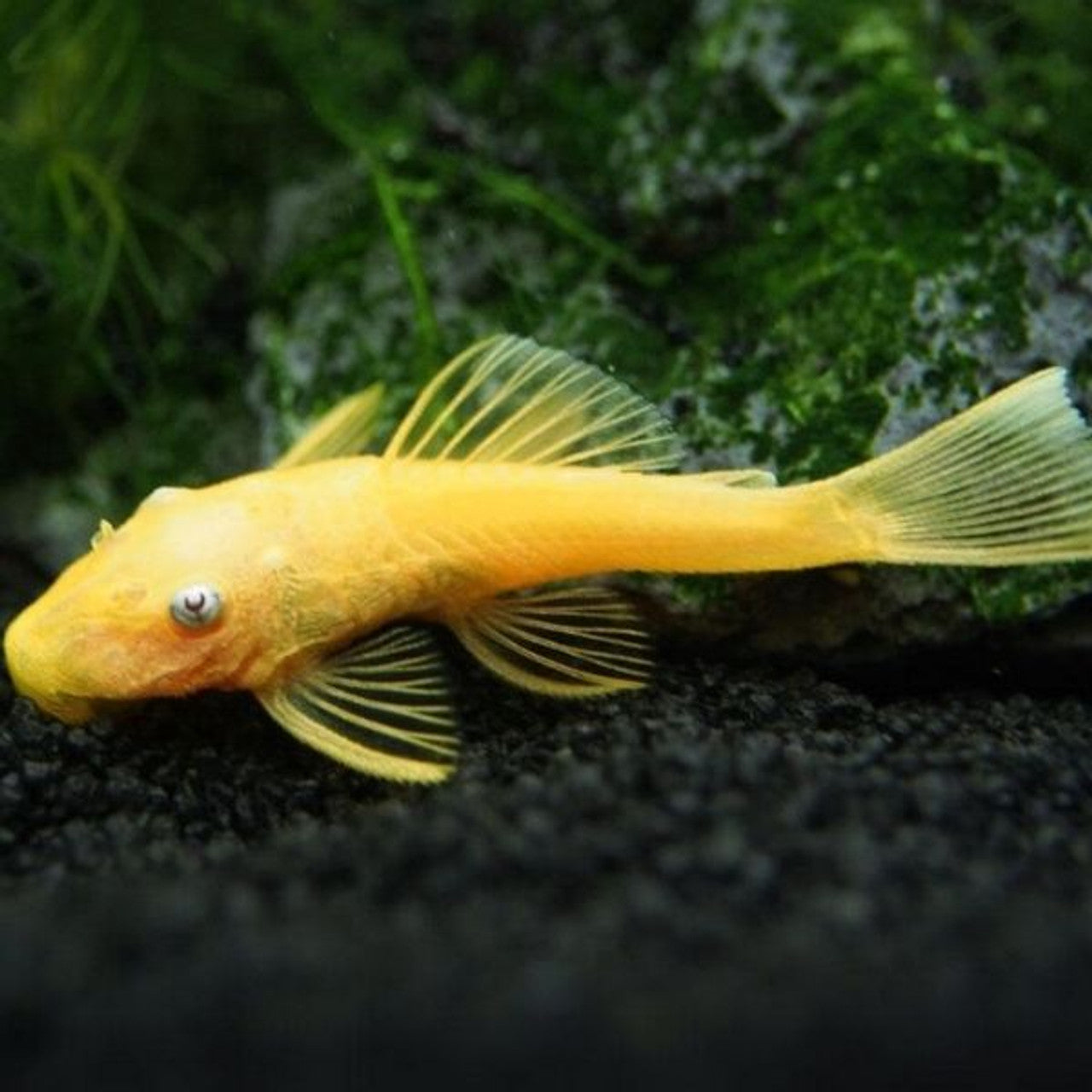 Pleco -  Blue Eyed Lemon Bristlenose L144