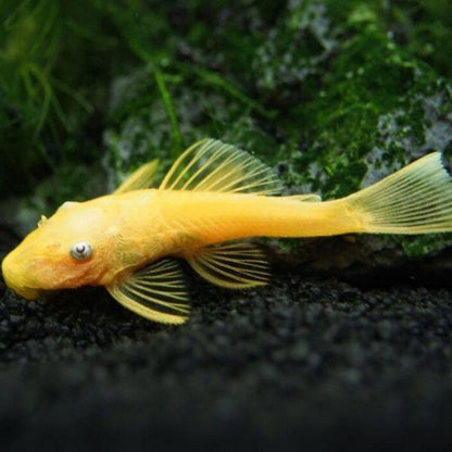 Pleco -  Blue Eyed Lemon Bristlenose L144