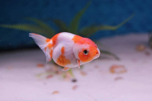 Goldfish - Ranchu 5cm