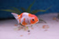Goldfish - Ranchu assorted