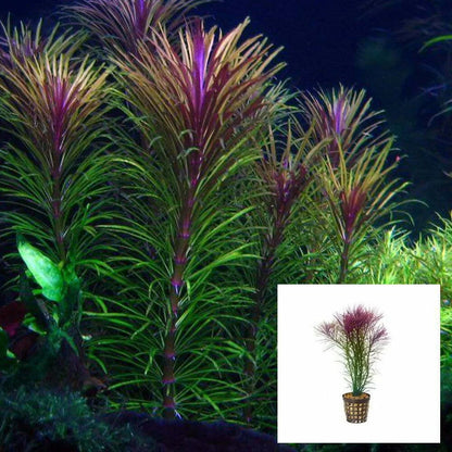 Eustralis stellata