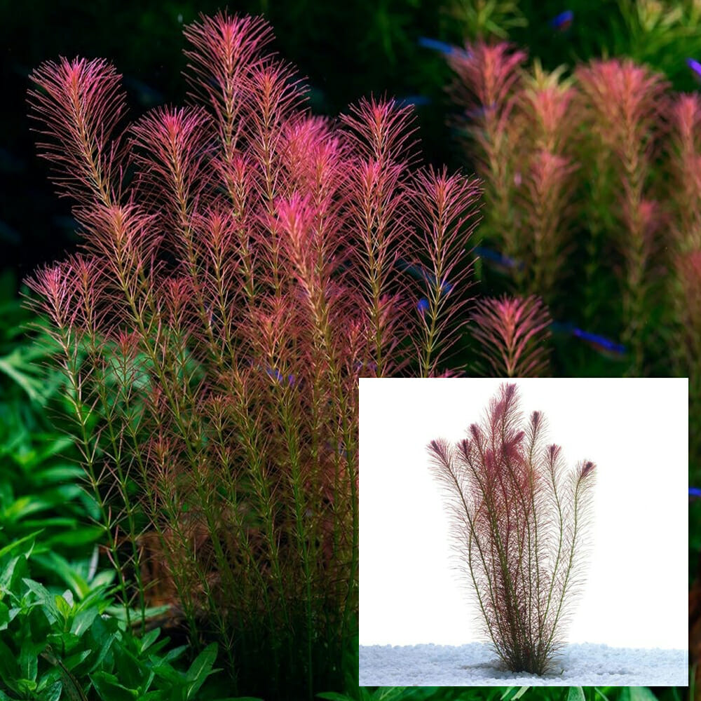 Rotala wallichii