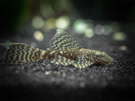 Pleco - Long Fin Bristlenose (Ancistrus sp.)