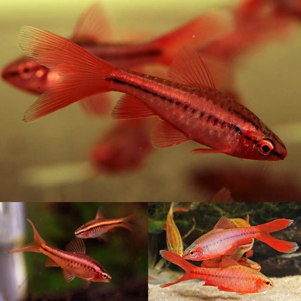 Barb - Cherry - Various