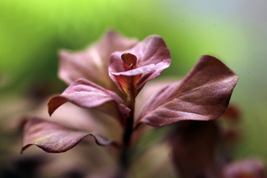 Ludwigia ovalis "Pink"