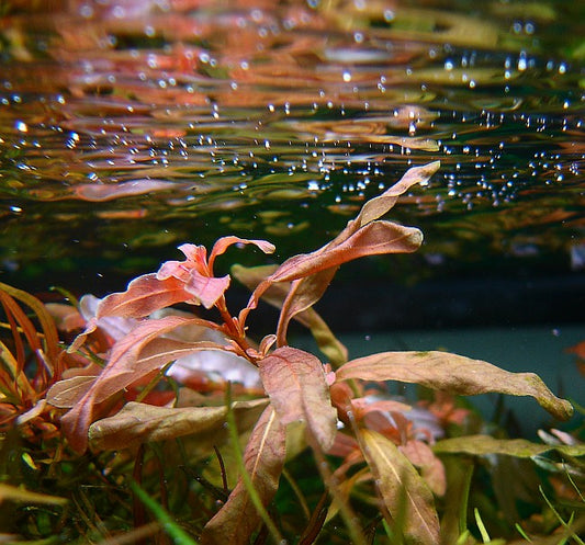 Ludwigia inclinata