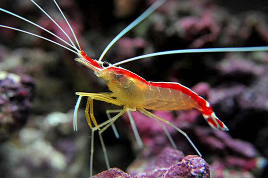 Shrimp Red Line Cleaner (Lysmata amboinensis)