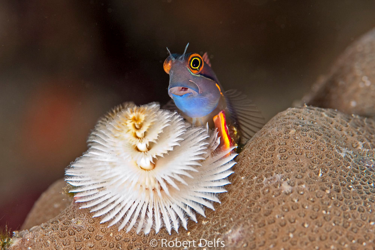 Blenny - Tailspot (Ecsenius melarchus) "Rare"