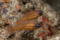 Cardinalfish - Yellowstriped (Apogon cyanosoma)