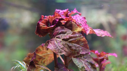 Hyptis lorentziana