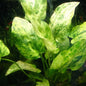 Echinodorus 'Marble Queen' Sword