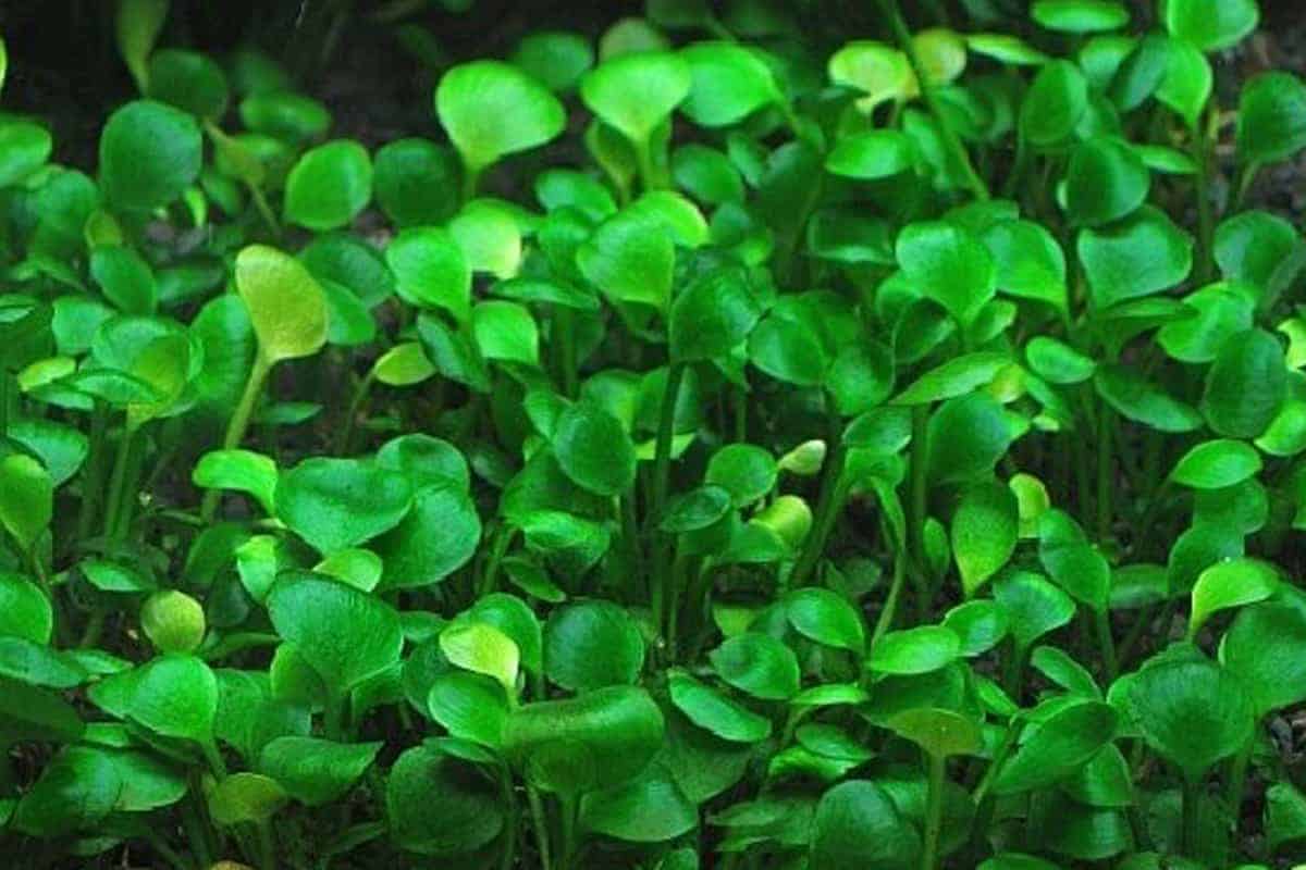Marsilea hirsuta - *Emersed* – Aquarium Gallery
