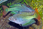 Rainbowfish - Murray River (Melanotaenia fluviatilis﻿)