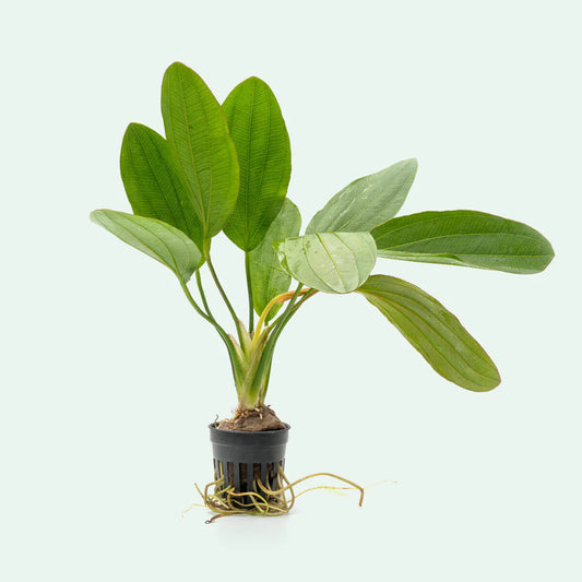 Echinodorus osiris 'Melon' Sword