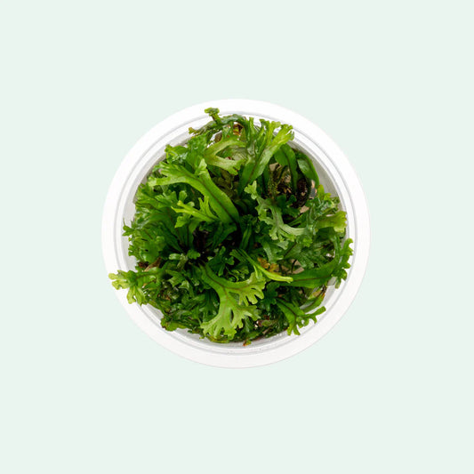 TC Microsorium Pteropus Windelov "Crested Java Fern"