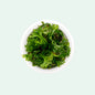 TC Microsorium Pteropus Windelov "Crested Java Fern"