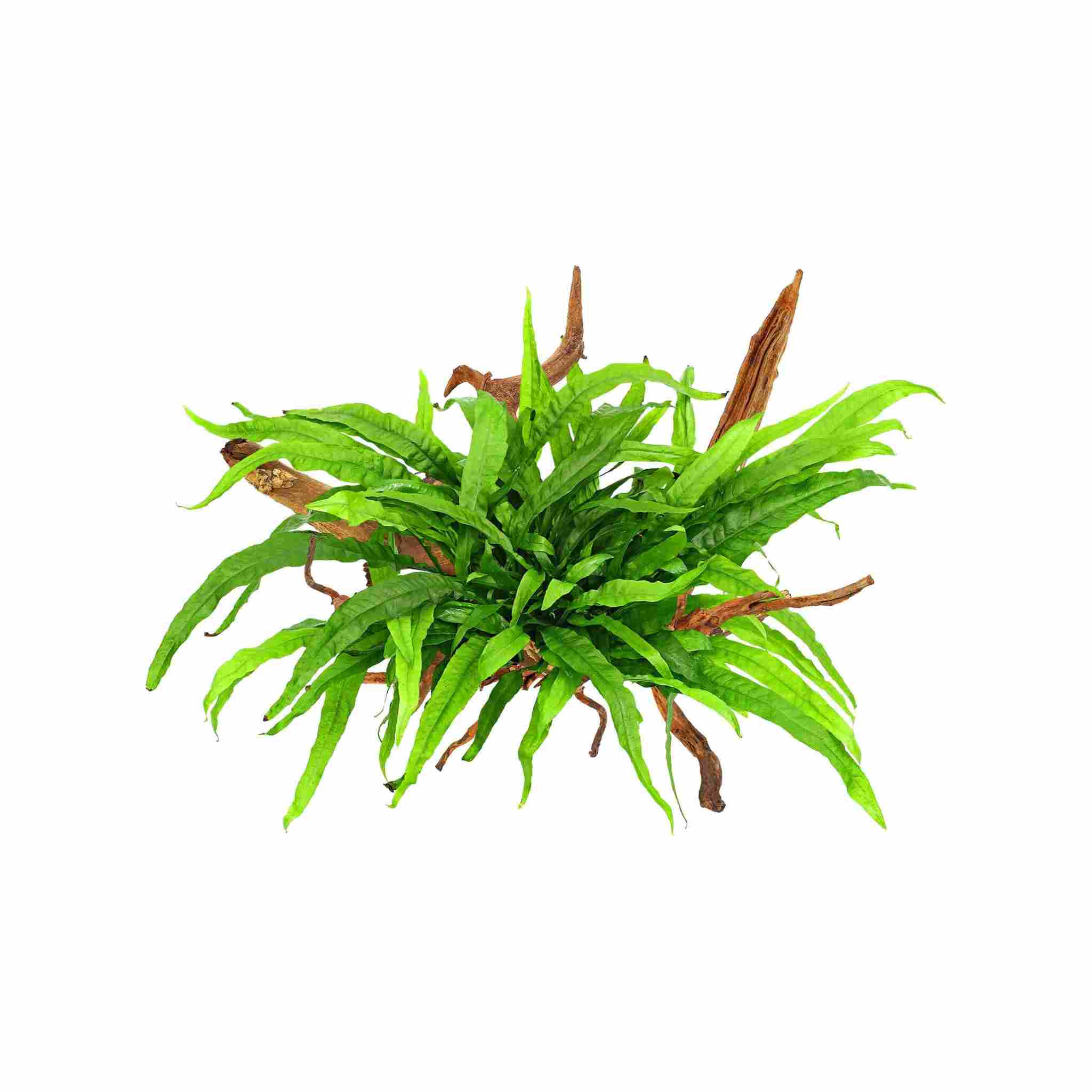 Java Fern on Wood - 'Philippine Mini' on Honeycomb wood – Aquarium Gallery