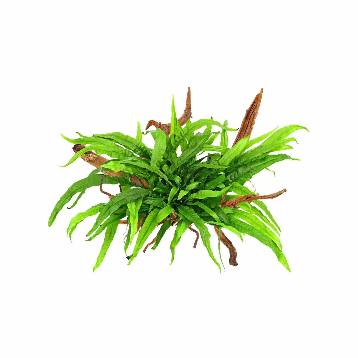 Java Fern on Wood - 'Philippine Mini' on Honeycomb wood