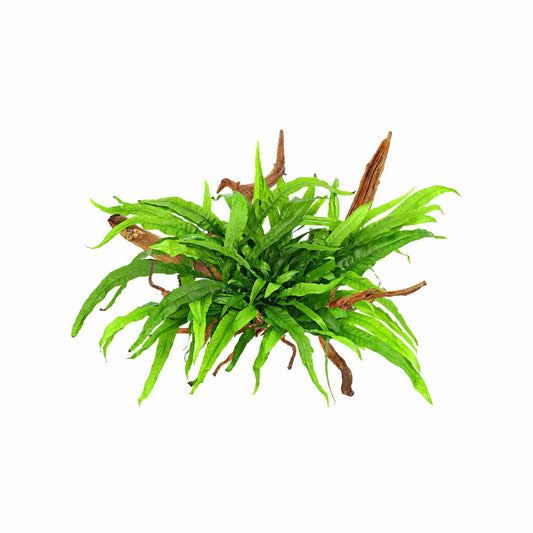 Java Fern on Wood - 'Philippine Mini' on Honeycomb wood