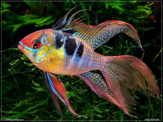 Ram - Blue Longfin (Mikrogeophagus ramirezi)